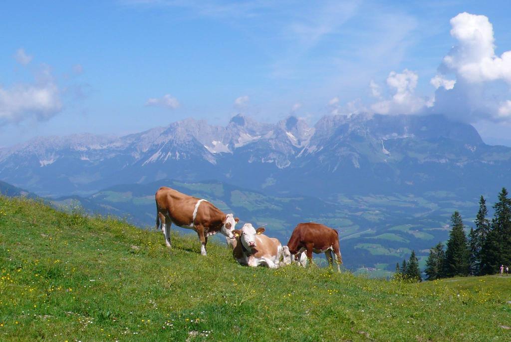 Haus Schoenblick * Kirchberg in Tirol